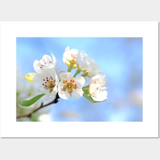 White Flowers on Defocused Day Background Posters and Art